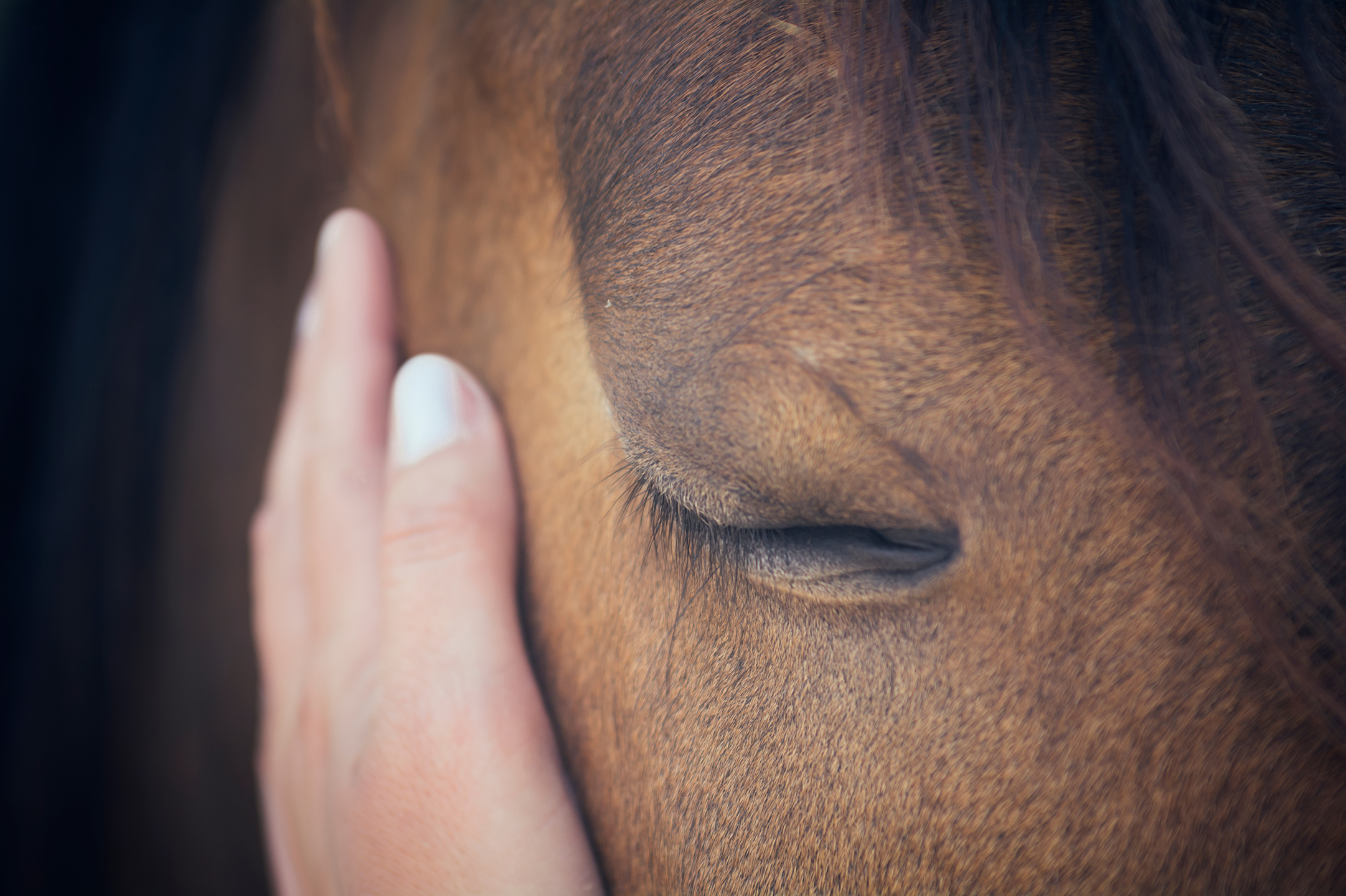 Animal Chiropractor in Grand County